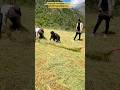 Why Are They Turning Grass Into A Giant Rope? #farming #agriculture #farmer
