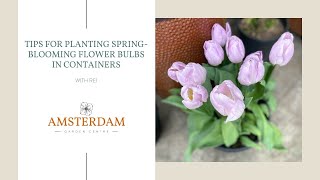 Tips for Planting Spring-Blooming Flower Bulbs in Containers