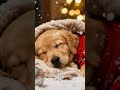 Calm Music for Dogs to Help Them Relax and Sleep #dogmusic #musicfordog #rainoundforsleep