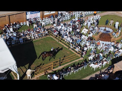 مزاد خيول في ليبيا يؤكد الشغف بالحصان واقتنائه في بلد دمره العنف