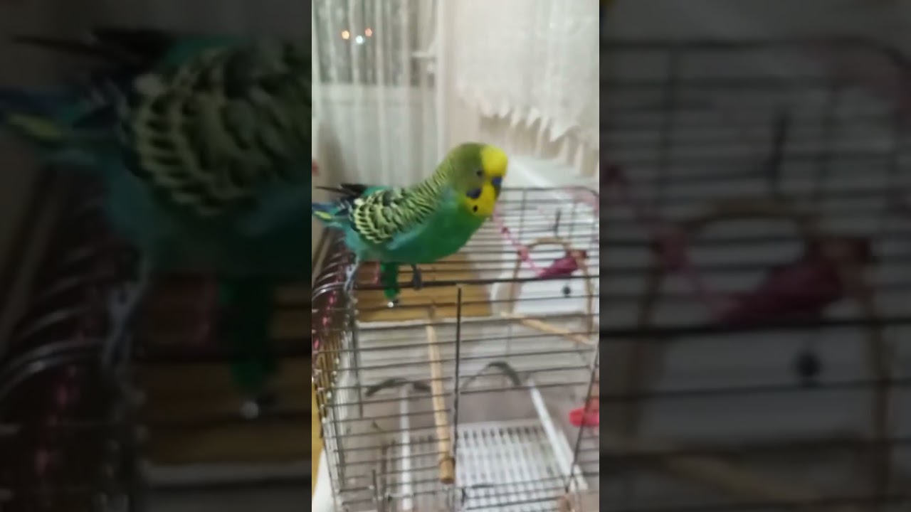 DANS #birds #budgies #talkingparot #muhabbetkuşu #muhabbetkuşu #parrot #funny #cute #love