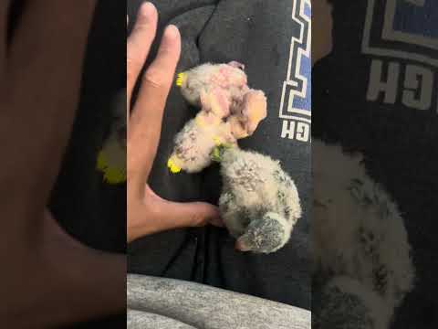 Best parts about bird keeping