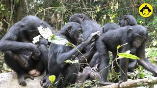 Wild bonobos are grooming together!【Observations of Bonobos #158】