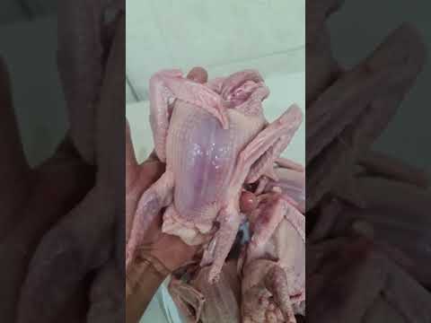 فروخ حمام زاجل هنقاري ذبح يومي لطلبات ٩٤٩٦٤٠٠٠ يوجد توصيل وزن الفرخ ٥٠٠غرام مزارع الوفره ملك الزاجل