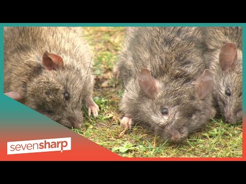 Innocent Stewart Island children catching pretty pests