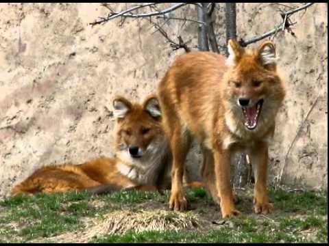 American Red Fox Facts - Facts About American Red Foxes