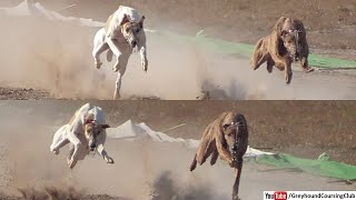 kutta ki race punjab