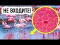 Не входите в воду, если увидите в ней фламинго!