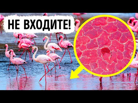 Видео: Почему фламинго воняют?