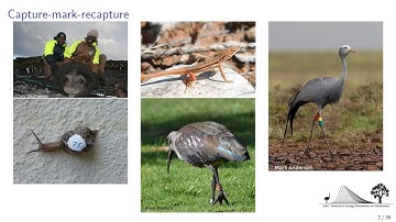 SEEC Stats Toolbox - Survival from Capture-Mark-Recapture