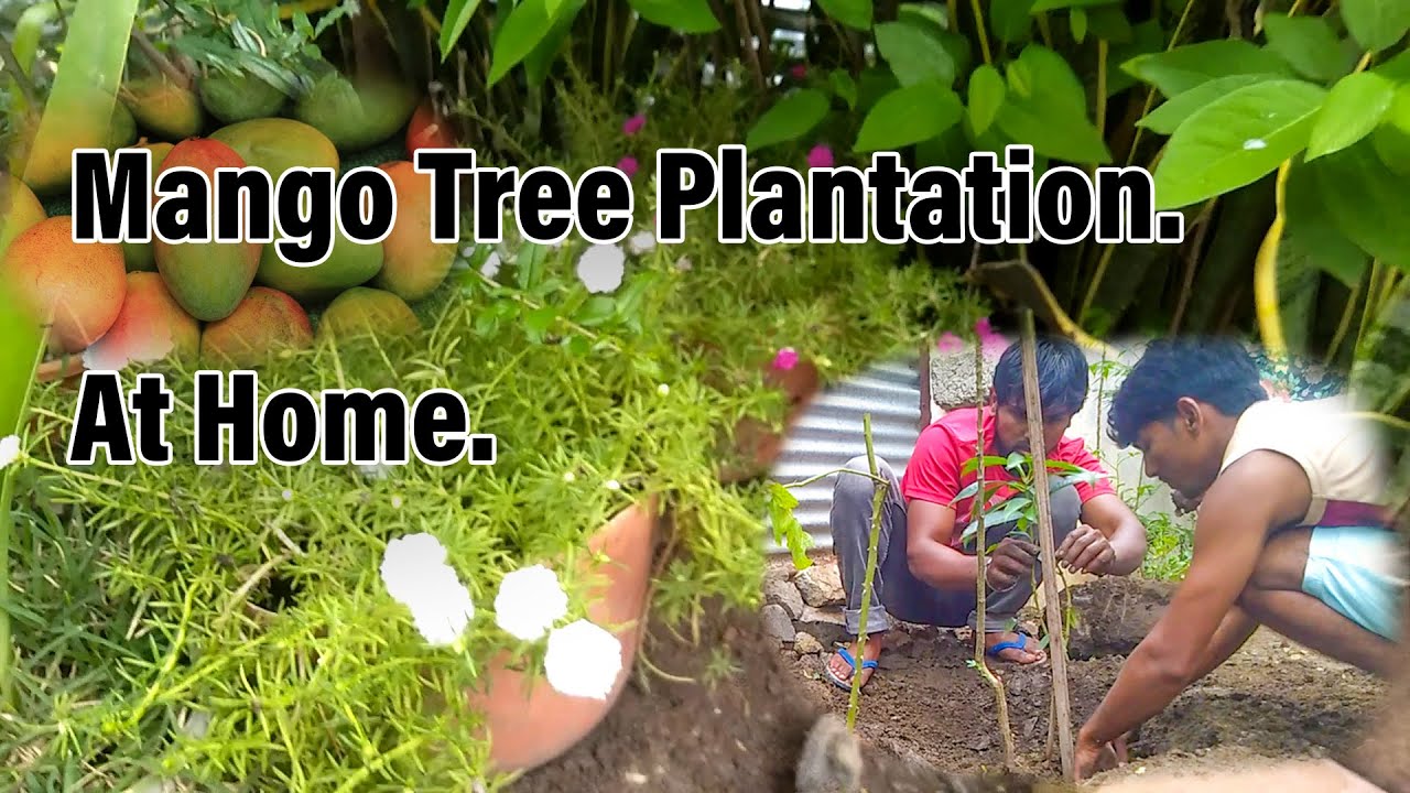 We Are Planting A Tree Mango 🥭 Tree | #nkvlogs