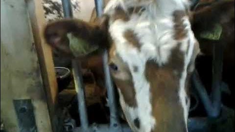 Magnus Carlsen biggest fan