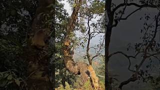 "The ultimate chase ends after climbing the tree" A terror moment for monkey😱🐕🐒” 🔥DogVsMonkey