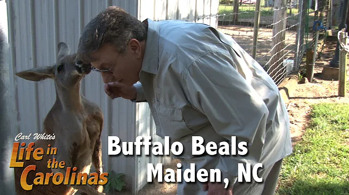 Buffalo Beals Animal Habitat in Maiden, NC