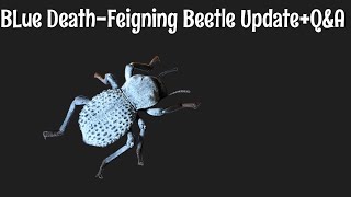 Blue DeathFeigning Beetle Update + Q&A