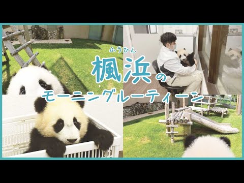 パンダの赤ちゃん 楓浜 のモーニングルーティーン Youtube パンダの赤ちゃん 楓浜 のモーニングルーティーン Youtube