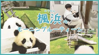 パンダの赤ちゃん「楓浜」のモーニングルーティン