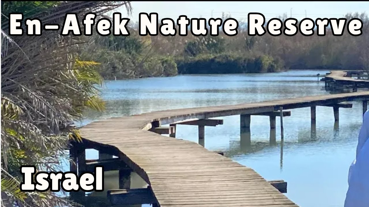 Исследование заповедника Эн-Афек
