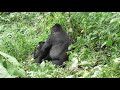 Gorilla trekking Uganda