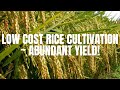 Low Cost Rice Cultivation ~ Abundant Yield!