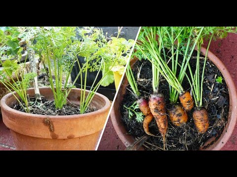 Video: Pag-aalaga sa Mga Potted Carrots - Paano Magtanim ng Mga Halaman ng Carrot sa Bahay