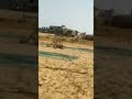 صيد الحسون بسرعه رهيبة علي الشبكة الأرضية صيد رهيييييب صيد الحسون بسرعه رهيبة علي الشبكة الأرضية صيد رهيييييب