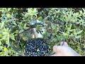 Fast and Best Way of Picking Berries