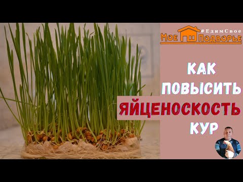 Как повысить яйценоскость кур зимой: проращиваем пшеницу. "Мое Подворье"