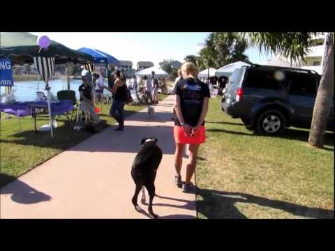 Before and after training video: Boxer Breed: 12 month old, Thor, Asheville Dog Trainers