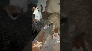 Cute Stray Cats , Feeding Stray Cats,
