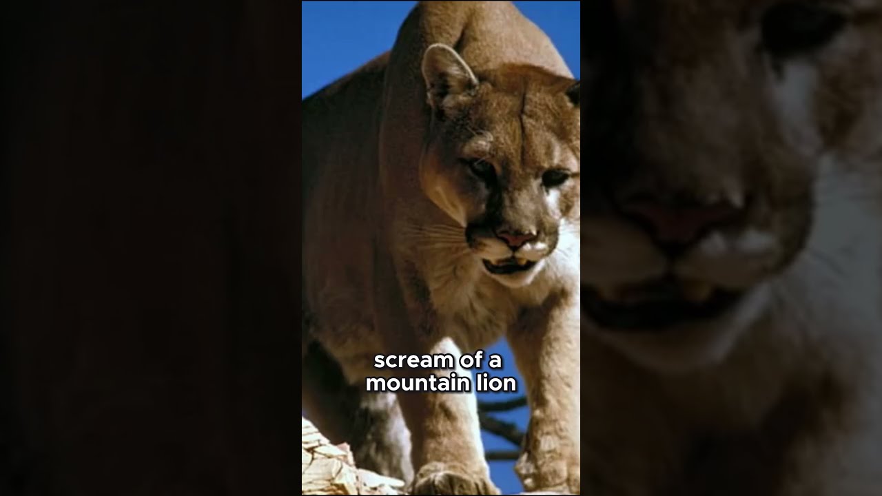 The Terrifying Scream Of A Mountain Lion