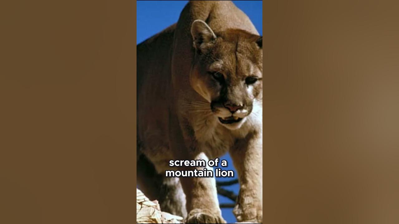Mountain Lion Scream Sounds Like A Woman The Terrifying Scream of a Mountain Lion - YouTube