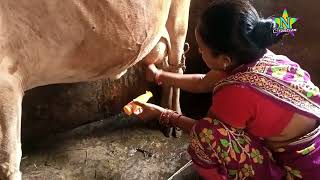 Cow Milking Higlight Sudam Sriya Vlog