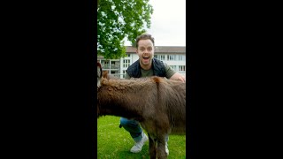 Dans Cette Maison De Retraite Vivent Des Poules, Des Ânes, Des Alpagas, Des Moutons & Plus Encore