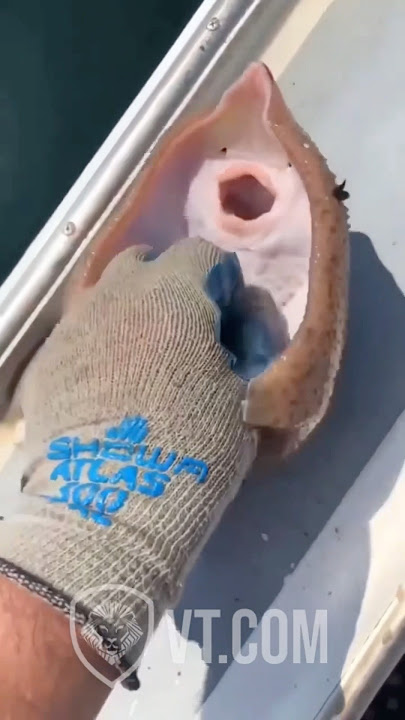 Stingray Gets Tickled and Absolutely Loses Control 😂