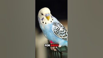 3 Tips to Stop Your Bird From Biting (Solutions)