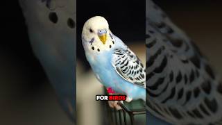 3 Tips to Stop Your Bird From Biting (Solutions)