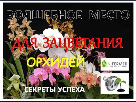 Волшебное место зацветания ОРХИДЕЙ ОРХИВЕДЫ