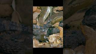 Even the smallest caiman won&#39;t willingly become someone else&#39;s meal. #wildlife #animals