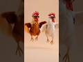 Funniest Rooster Dance Ever You Can T Stop Laughing 