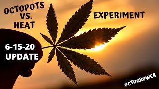 Heat  Experiment JUNE 15 | Octogrower