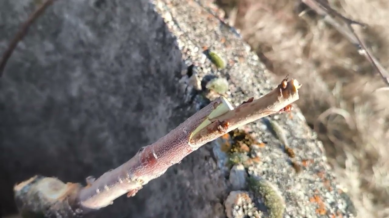 Ранно Ашладисване Череша на подложка Дива Череша. 9.01.2025г.