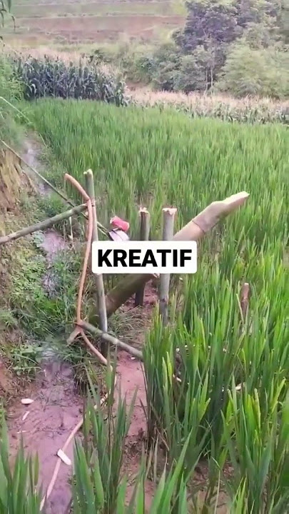 Ide kreatif membuat Alat Pengusir Burung di Sawah #shorts #kreatif #burung #sawah