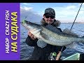 Набор силиконовых приманок Crazy Fish на судака. Выбор Андрея Ведуты