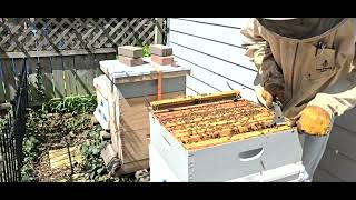 Bee Check April 14, 2024 Part 1: Backyard Apiary
