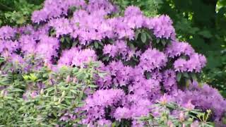 nice flowering bush at hardwick millers pond, may 2024