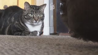 Funny Cat s Compilation Featuring Jinx and Mittens and More