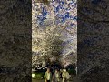 【桜のトンネル】東寺🌸#京都 #kyoto #さくら #cherry #travel #東寺 #japan #らいとあっぷ