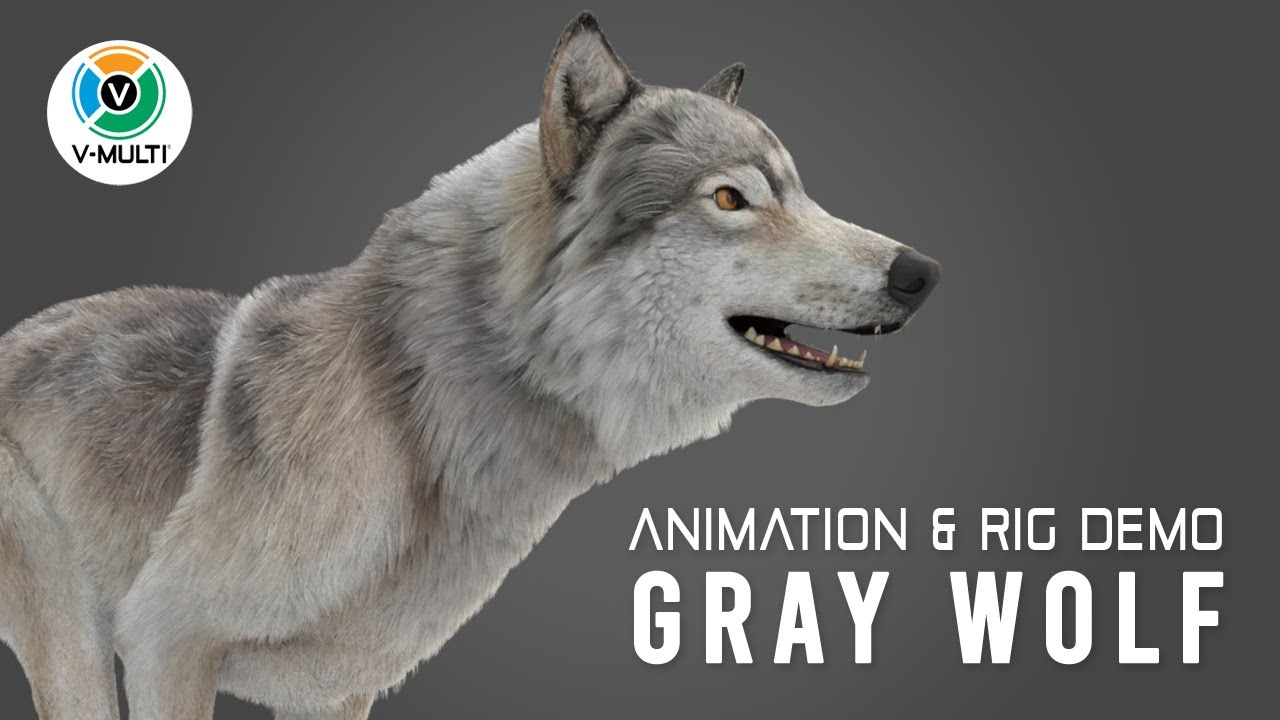 Animation | Rig Demo | Gray Wolf - YouTube