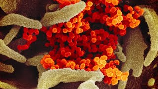 Study Raises New Concerns That The Coronavirus Has Mutated